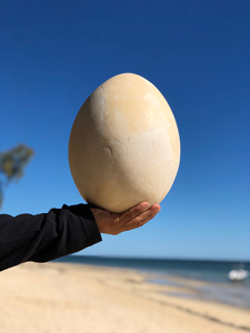 象鸟蛋