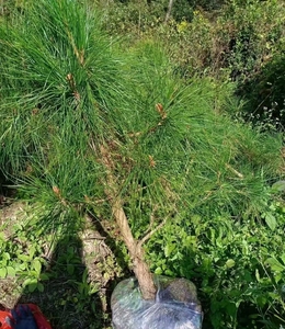 绿植黄山松盆景素材黄山松苗黄山松盆景松树盆景,五到八公分大苗