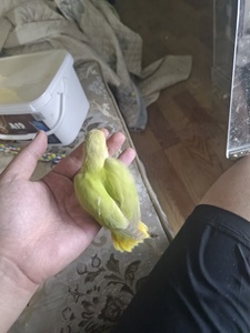 网红小鸟金头苹果绿澳桂闪,喜欢的联系自提或者顺风车,一个金头