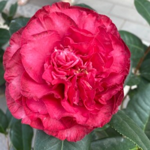 帕克斯先生大苹果茶花巨型红色花朵带花苞庭院室内种植盆栽绿植