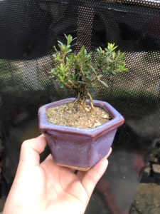 凤米小老桩,潮州凤凰山米叶黄杨