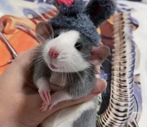 花枝鼠俄蓝花枝鼠宠物飞象耳暹罗立耳哈士奇 包邮随机花枝鼠