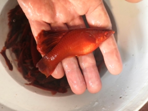 大量出售高旗菊花帆红箭,因鱼场装修低价出售15一条全部成鱼