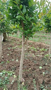 自己家基地培育的优质蒙阳红石榴苗带土带叶发货，一个也是批发价