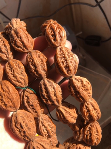 门头沟小核桃红皮