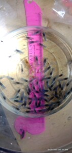 天空蓝，鳌虾，天空蓝魔虾，人工天空蓝魔虾观赏虾尺寸大小1.5