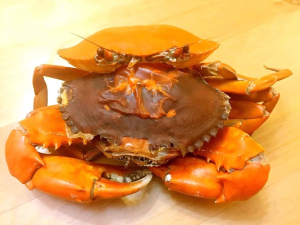 鲜活重皮蟹,简称双壳蟹,深圳青蟹,重壳蟹,一蟹两壳,物以稀为