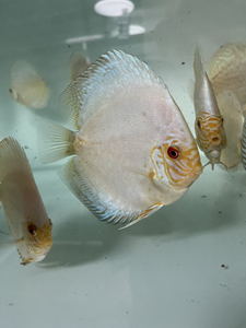 七彩神仙鱼 白蝴蝶白蝶,褪纹中 肉身7到13均有