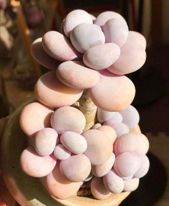 原始奶酪多肉,绝美奶酪,鸡蛋美人控养超肥老桩,数量不多