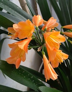 000人付款淘宝君子兰,澳毛短,毛兰短,这颗伢子大小基本和母本差不多了