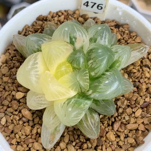 【特惠丨476号紫镜玉露锦一物一拍】下单前请询问是否还在.