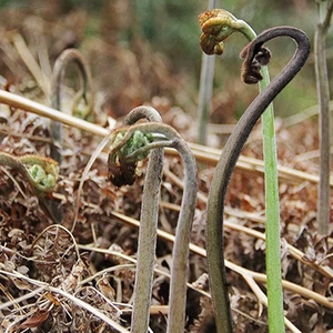 000人付款淘宝蕨菜新鲜现摘野生水蕨菜贵州特产蕨菜应季蔬菜厥菜