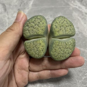 生石花大超大双头