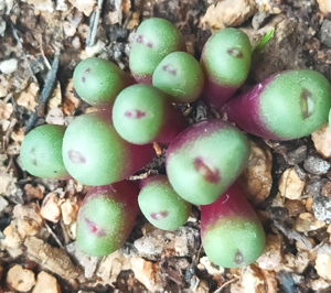 肉锥小红嘴 嘟嘟嘴 1380b产地红嘴头小型品种,尺寸迷你