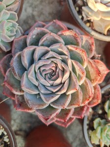 白月影杂 海琳娜杂交8块一个,冠幅6-9公分.盆是九公分盆.