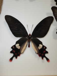 彩裙麝凤蝶,雄蝶,胸是空的,卖家说不是虫蛀,翅基有胶加固,光