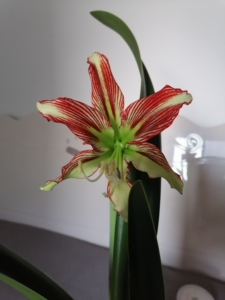 日本朱顶红,凤蝶大师,一厘米左右,无花叶