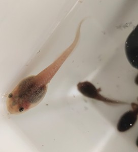 姥爷树蛙蝌蚪 一只粉白的小蝌蚪哦树蛙的哦,期待上岸的样子