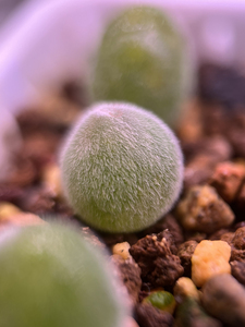 宝辉玉 番杏之王 一脱苗 最大的0.9cm 最小的0.6cm