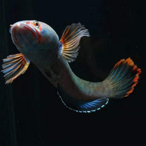 彩虹雷龙鱼观赏鱼雷龙鱼冷水鱼淡水鱼凶猛