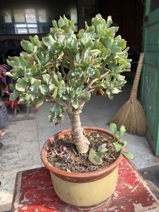 000人付款淘宝玉树,海带花月小苗,特价一元一颗,带土球发货,liu与酒