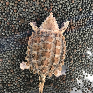 「已出」变异大鳄鳄龟佛鳄中美原种龟大理石「已出」18年变异大