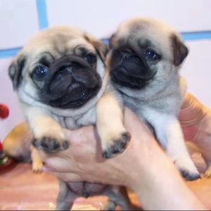 纯种巴哥犬幼犬八哥幼崽活体巴哥幼犬小型哈巴狗狗巴哥狗家养宠物