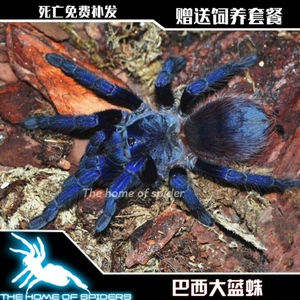 新手推荐巴西大蓝蛛3-6厘米母蜘蛛温顺活体宠物漂亮搞怪发泄儿