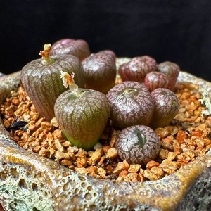 【流水铜壶】蜜枣火炬铜壶,群生 8/头 可挑 精品肉锥