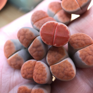 岛田冰橙生石花种荚,topred,红窗种夹