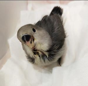 牡丹鹦鹉,白面墨银顶牡丹鹦鹉雏鸟,重色墨银属于特色小牡丹,长