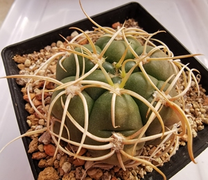 同款货源我双胞胎淘宝伏刺海王仙人球        海王实生球,6cm左右