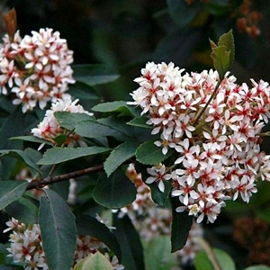 红尾石斑木 小盆栽 风景盆栽 室内盆栽 春花树 石笔木,石斑