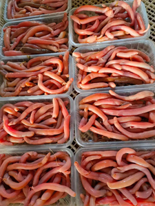 鲜活海肠海鲜新鲜沙虫海葵新鲜海肠