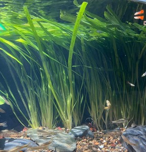 大水兰苗福利,大缸和