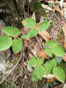 吉林通化野生三枝九叶草/淫羊藿/一株2.5元,独根苗没有老根