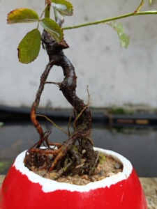 一颗高提根野生蔷薇熟桩,高度20公分左右,粗一公分左右!开粉