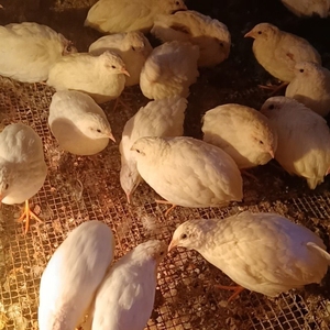(包邮包活到家)白羽鹌鹑鹌鹑活鸟产蛋鹌鹑苗天天下蛋繁殖宠物白