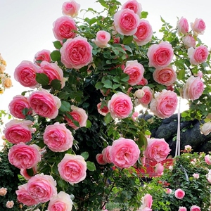 粉色龙沙宝石月季粉龙月季适合花墙拱门等造型的打造抗病性强,生