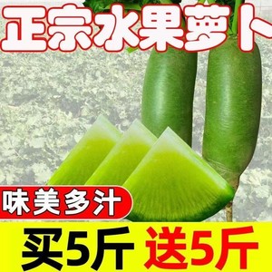 （5斤装）水果萝卜新鲜正宗潍坊青皮萝卜甜脆水果型沙窝萝卜潍坊