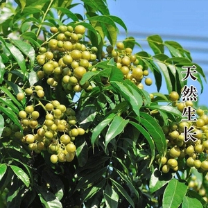 干包邮广西山黄皮特产黄檀子黄弹子野生鸡皮果干新鲜香料卤2人付款36
