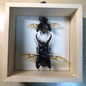 蒸汽/朋克/机械甲虫素材【中华大扁锹标本】雌雄一对,已展翅整