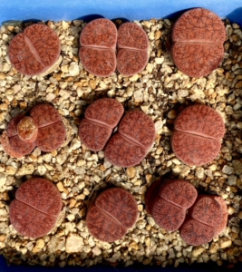 生石花屁屁花,岛田酒红紫薰,5年母本株