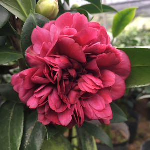 原生苗山茶花紫玫瑰海角乐园带花苞精品花开紫色盆栽绿植顺丰包邮