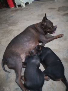 自家川东邻水犬生的崽崽,两个月啦,一个弟弟一个妹妹