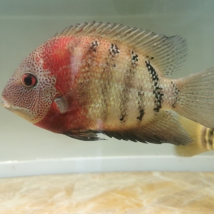 卡瑞尔帝王虎斑菠萝鱼