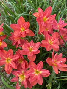 38包邮10个品种 重瓣拉风 风雨兰开花球印尼进口风雨兰