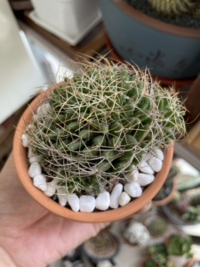 琴丝丸 两盆 仙人球 多肉