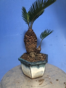 日本白鳞铁树盆景.    白鳞铁