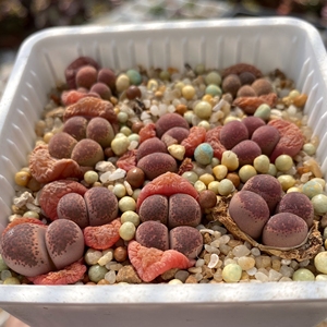 紫碧琉璃 生石花 violetta 母本如图 出售种子,一份